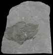 Arctinurus Trilobite Head - Classic New York Trilobite #68381-1